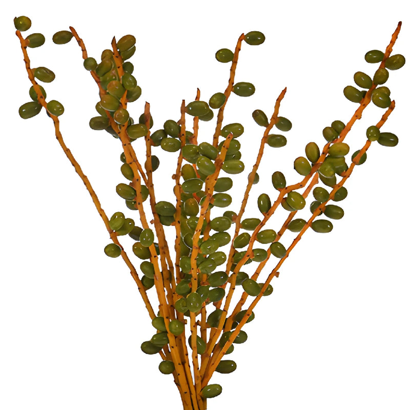 Wholesale greenery green date bulk berries filler flower sold near me