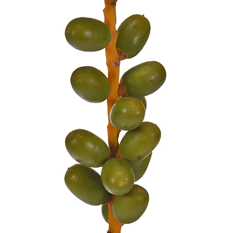 Fresh cut greenery green date bulk berries filler flower for sale near me