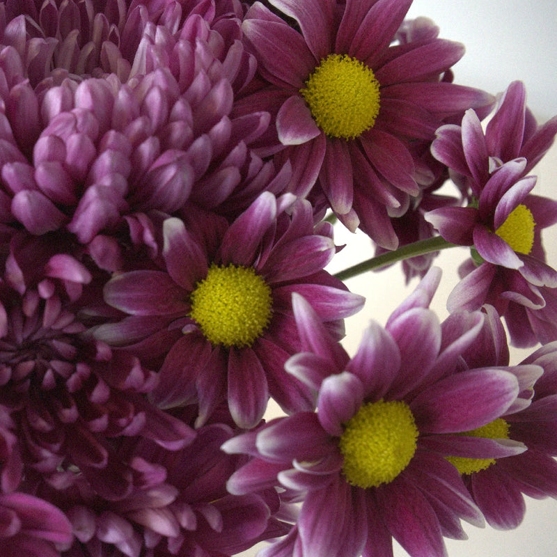 Berry Bombastic Wedding Flower Pack Close Up - Image