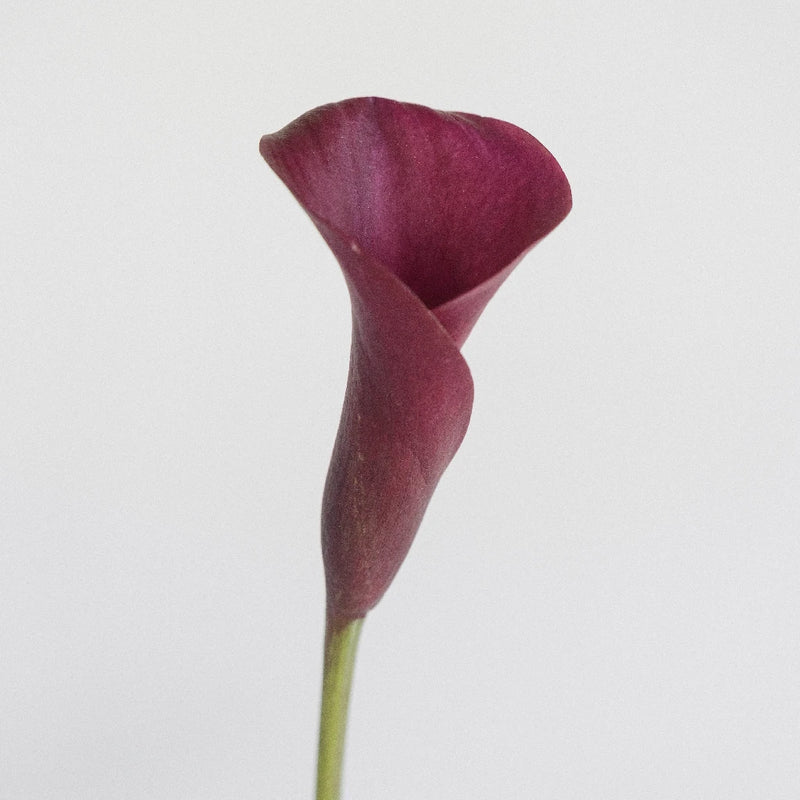 burgundy calla lily plant Buy Wholesale Deep Burgundy Mini Colored Calla Lily Flowers in Bulk