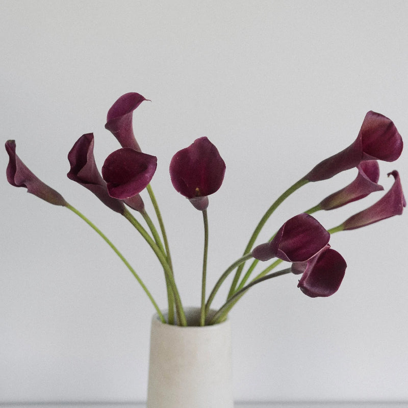 burgundy calla lily plant Buy Wholesale Deep Burgundy Mini Colored Calla Lily Flowers in Bulk