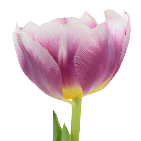 Berry Cracker Tulips Wholesale Flower Side Stem