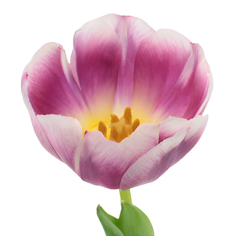 Berry Cracker Tulips Wholesale Flower Up close