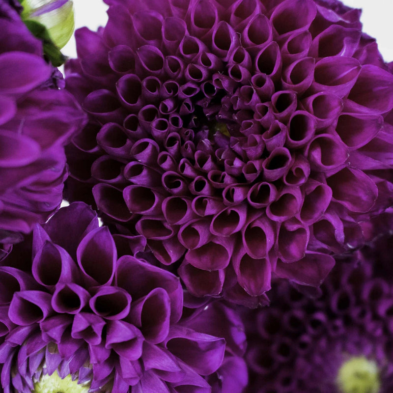 Berry Crush Dahlia Flower Up Close