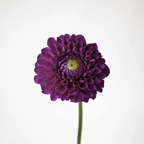 Berry Crush Dahlia Flower Stem