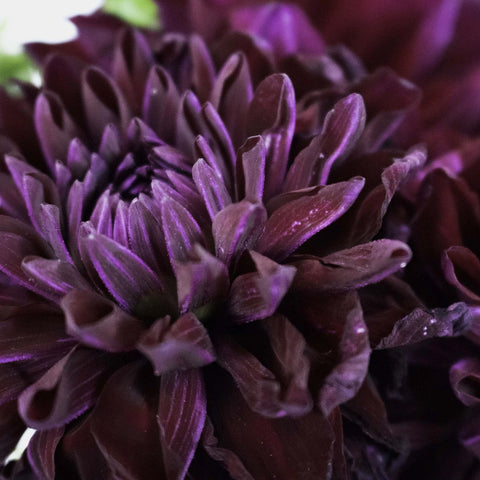 Burgundy Berry Dahlia Flower