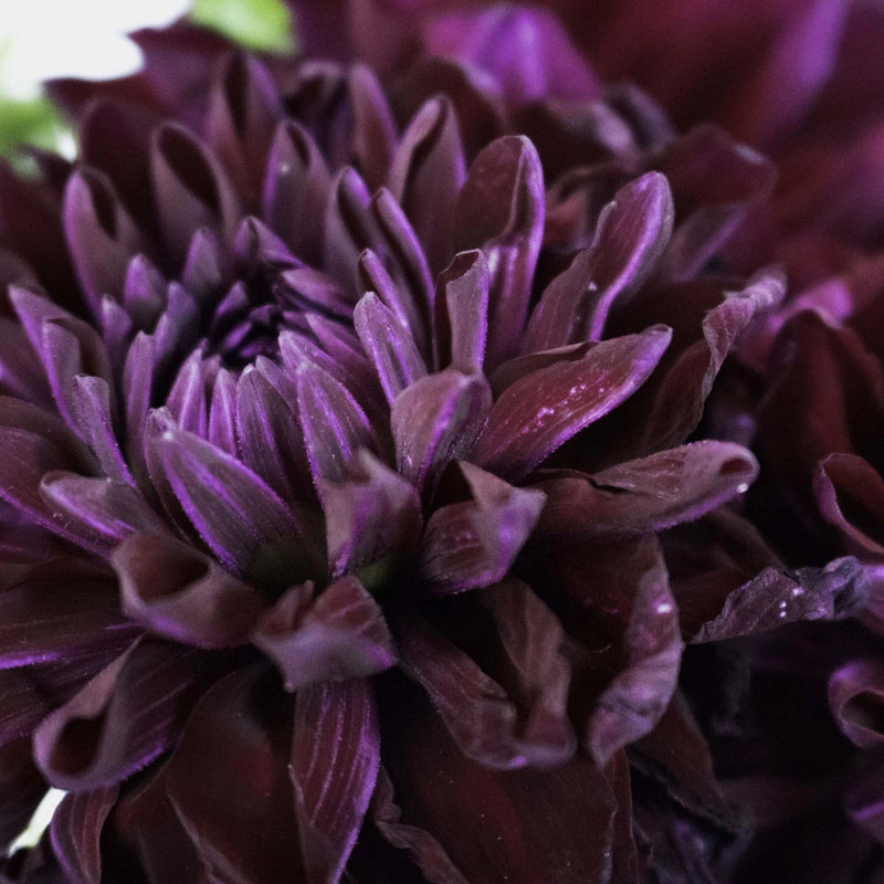 Burgundy Berry Dahlia Flower