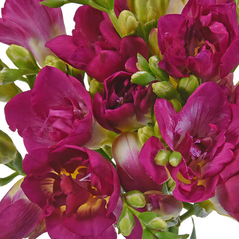 Berry Pink Freesia Flower Up Close