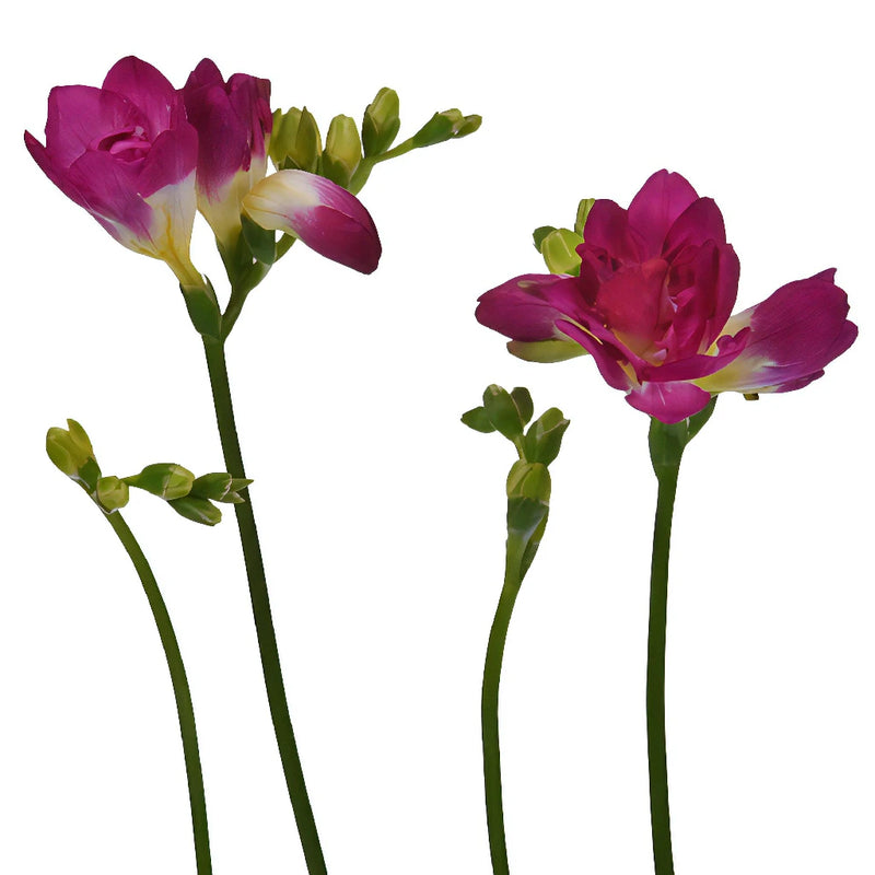 Berry Pink Freesia Flower Stem