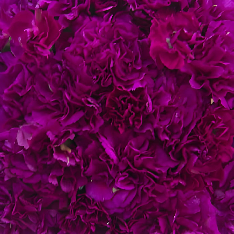 Berry Rush Wholesale Carnations Up close