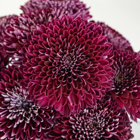 Berry Twist Bahlia Flower Close Up - Image