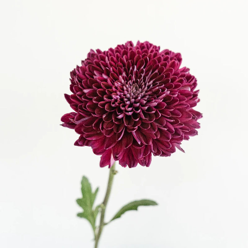 Berry Twist Bahlia Flower Stem - Image