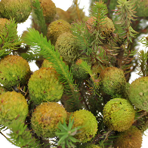 Wedding greenery berzillian green baubles filler flowers sold near me