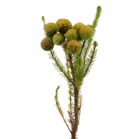 Single stem of fresh cut greens berzillia baubles filler flowers