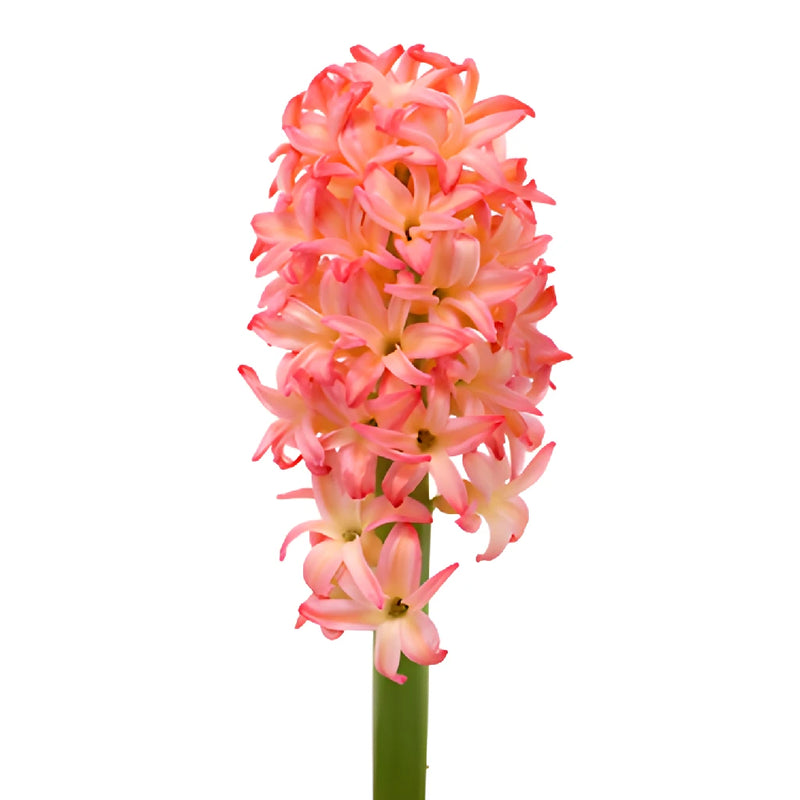 Sunrise Pink Hyacinth Flowers