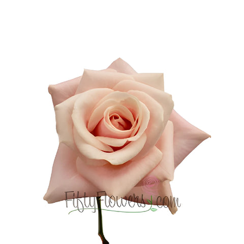 Ballet Blonde Sweetheart Roses