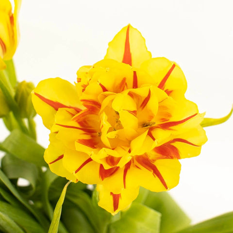 Bicolor Novelty Tulips Close Up - Image