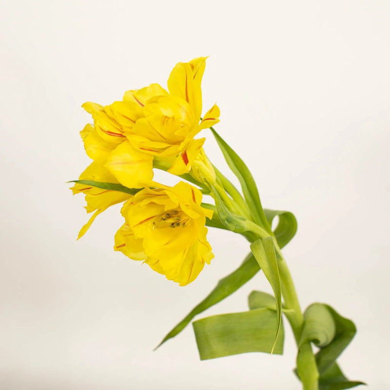 Bicolor Novelty Tulips Stem - Image