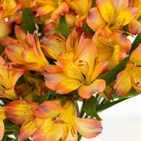 Bicolor Orange And Yellow Peruvian Lilies Close Up - Image