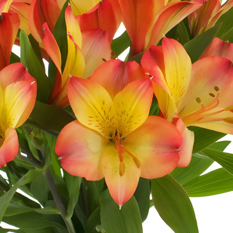 Bicolor Orange And Yellow Peruvian Lilies Close Up - Image
