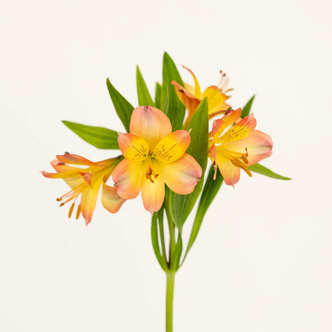 Bicolor Orange And Yellow Peruvian Lilies Stem - Image