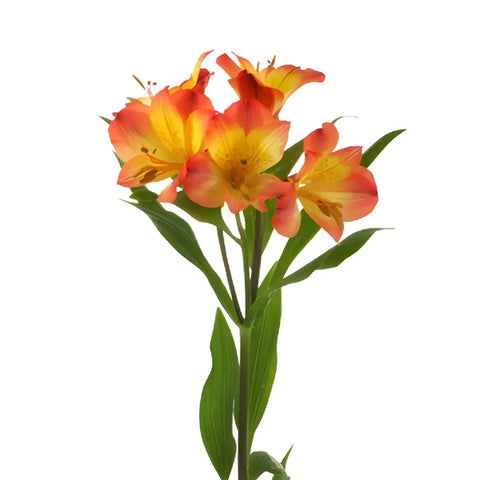 Bicolor Orange And Yellow Peruvian Lilies Stem - Image