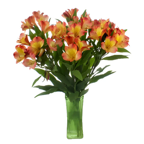 Bicolor Orange And Yellow Peruvian Lilies Vase - Image