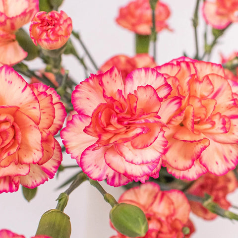 Bicolor Orange and Peach Mini Carnation Flower Up Close
