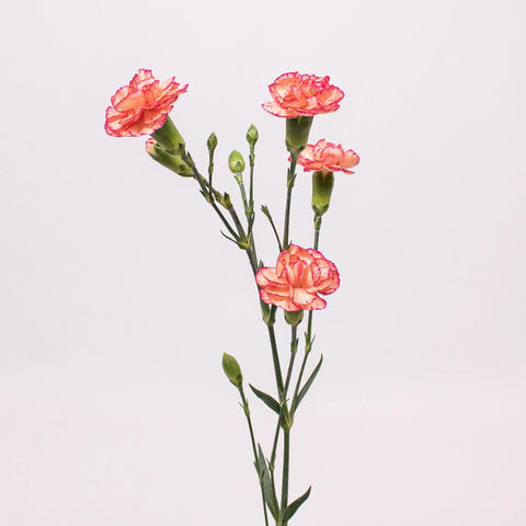 Bicolor Orange and Peach Mini Carnation Flower Stem