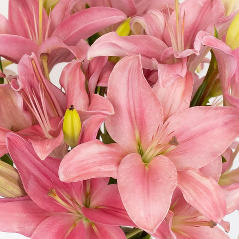 Bicolor Pink And White Asiatic Lily Close Up - Image