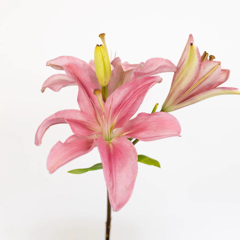 Bicolor Pink And White Asiatic Lily Stem - Image