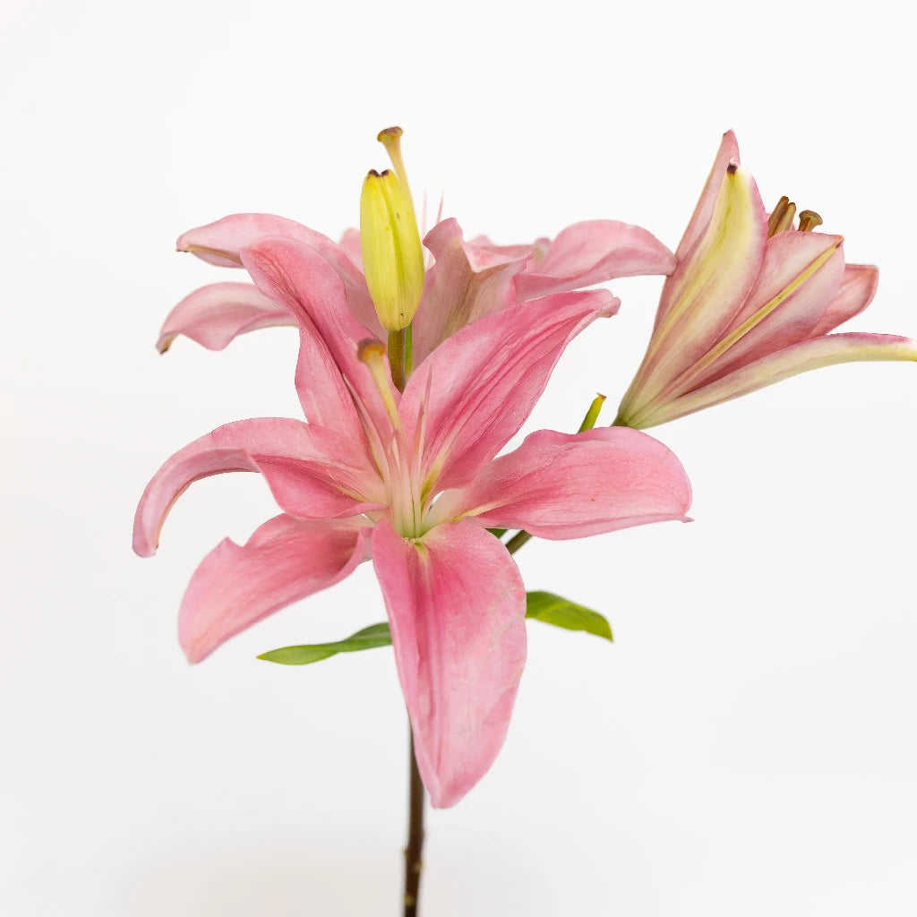 pink and white lily flower Bicolor Pink and White Asiatic Lily | Bulk Flowers