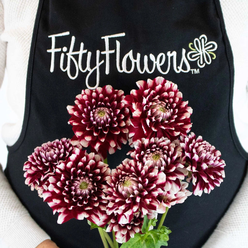 Bicolor Red and White Dahlia Flower Bunch in Hand