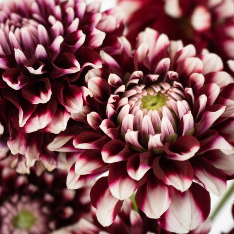 Bicolor Red and White Dahlia Flower Up Close
