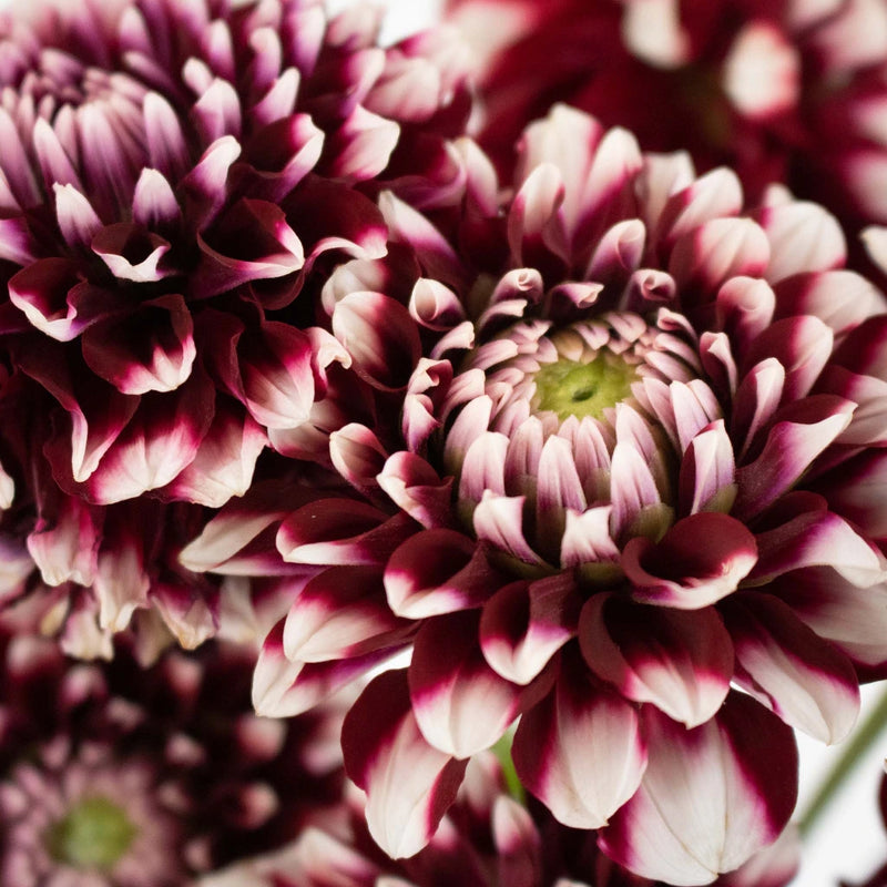 Bicolor Red and White Dahlia Flower Up Close