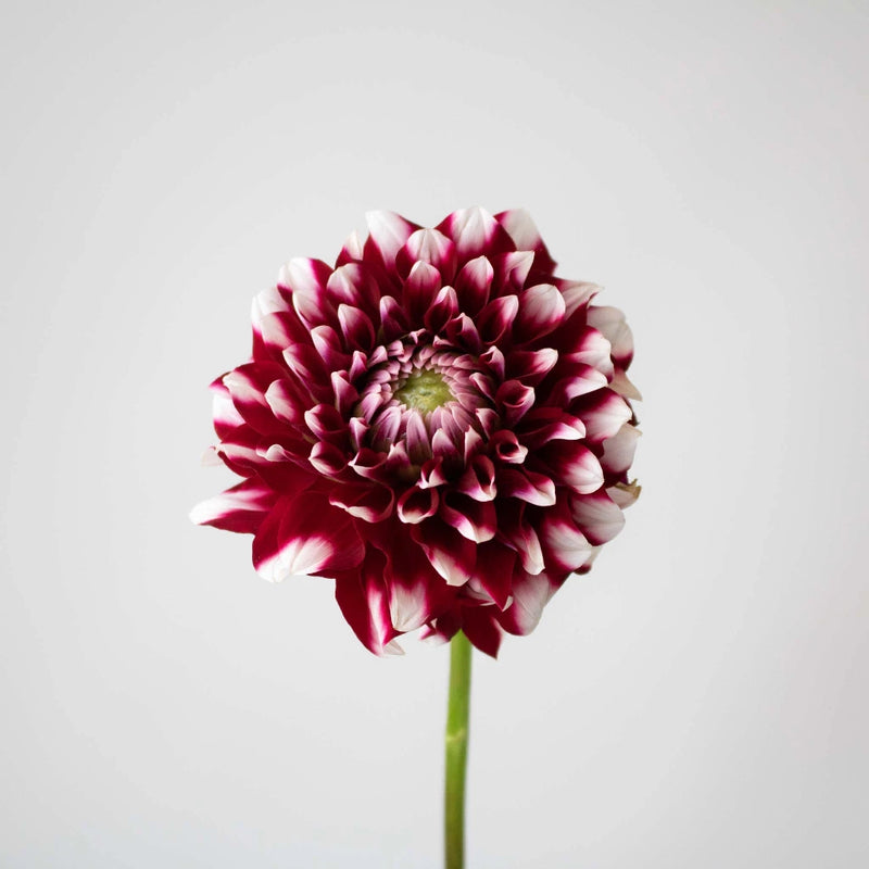 Bicolor Red and White Dahlia Flower Stem