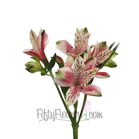 Bicolor White And Pink Peruvian Lilies Close Up - Image