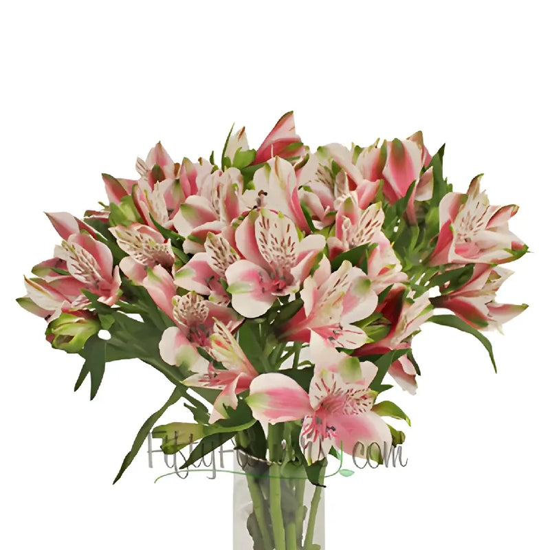 Bicolor White And Pink Peruvian Lilies Vase - Image