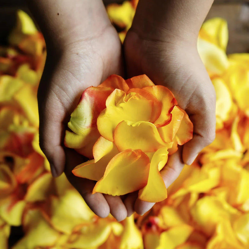 Sunset Rose Petals Wholesale