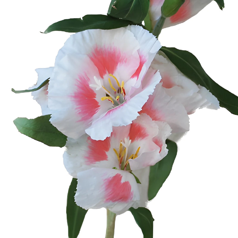 White and Pink Bicolor Godetia Flowers