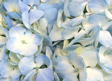 Bicolored Ivory and Blue Hydrangea Wholesale Flower Up close
