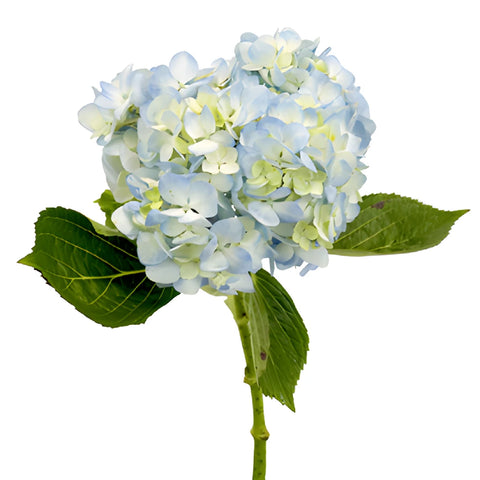 Bicolored Ivory Blue Hydrangea Stem View