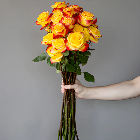 Red and Yellow Bicolor Roses