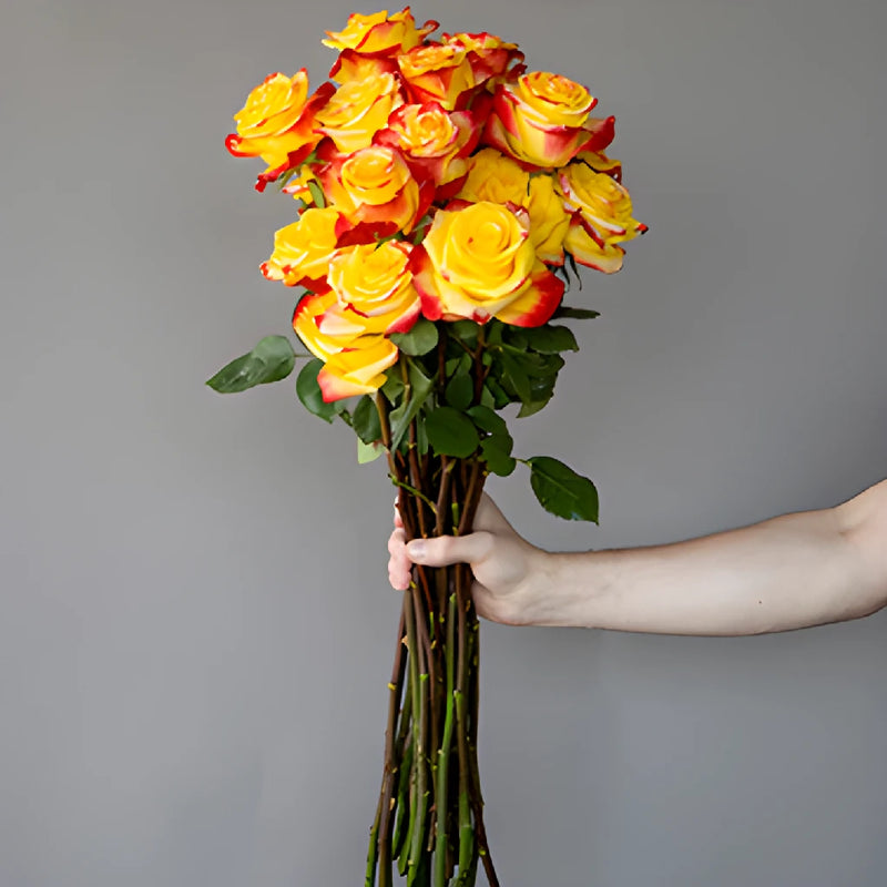 Red and Yellow Bicolor Roses