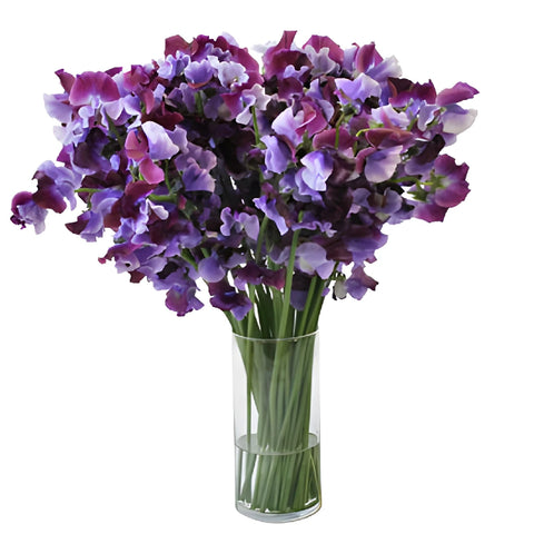Lavender and Purple Bicolor Japanese Sweet Peas