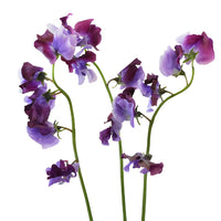 Lavender and Purple Bicolor Japanese Sweet Peas