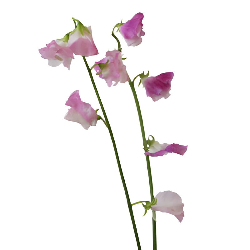 White and Pink Bicolor Japanese Sweet Pea Flowers