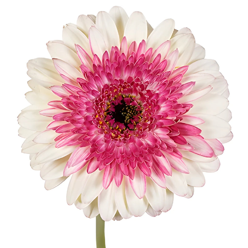 So Charming Mini Gerbera Daisy