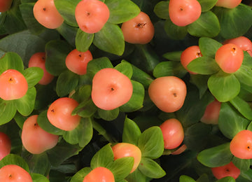 Peaches Designer Hypericum Berries