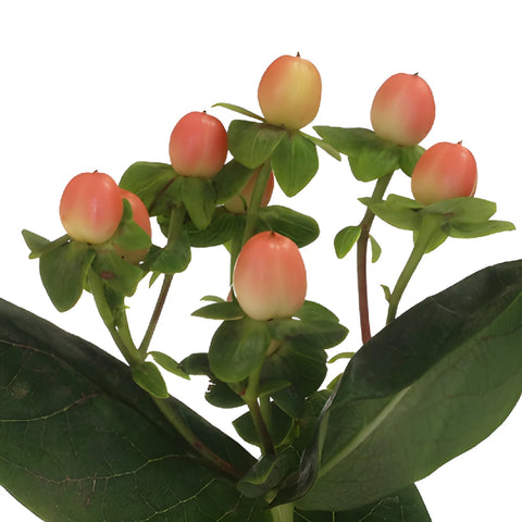 Peaches Designer Hypericum Berries